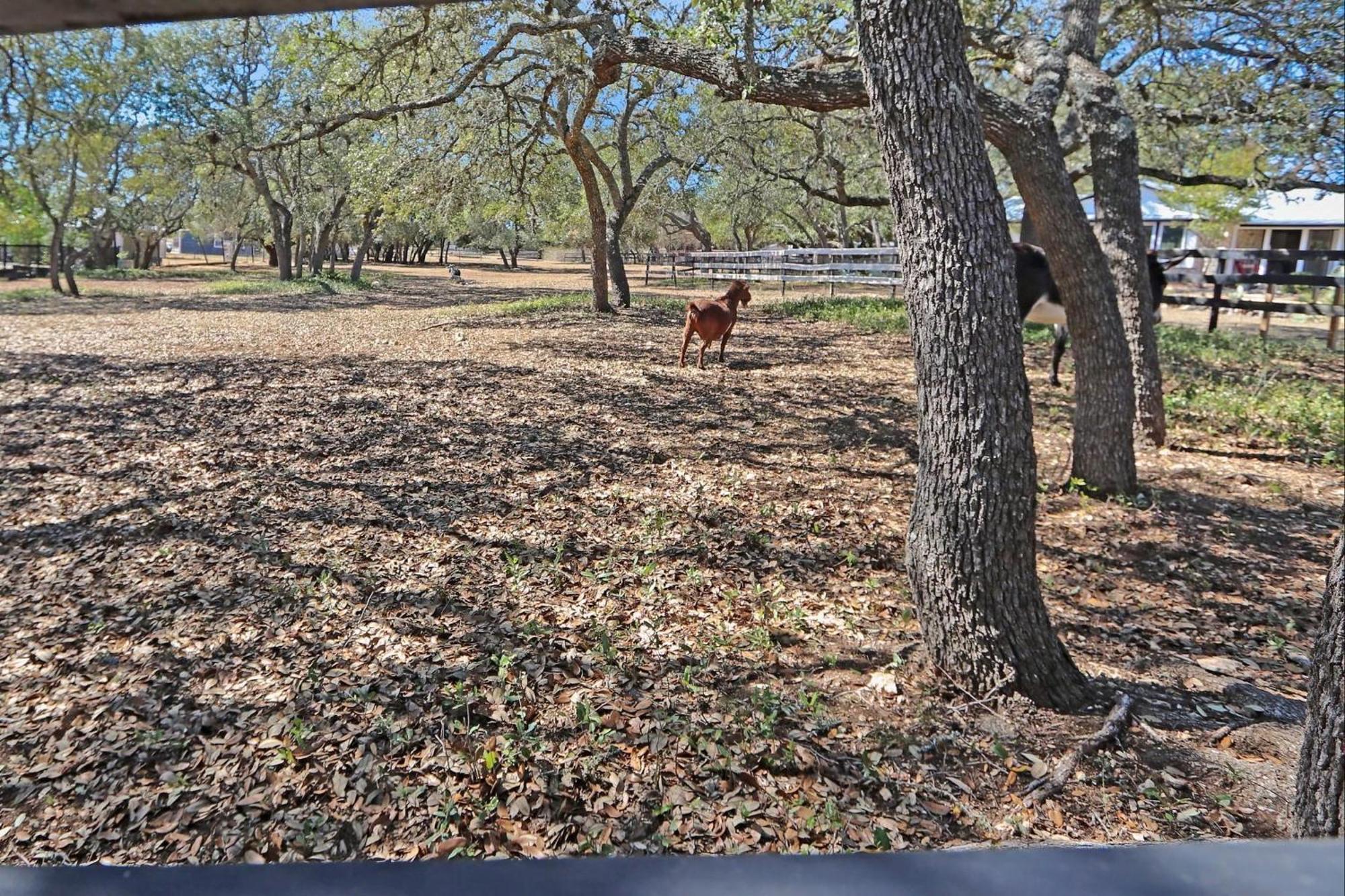 Red Donkey Cottage Wimberley Exterior foto